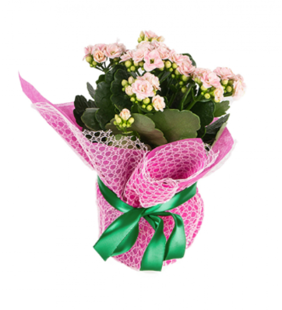 Pembe Kalanchoe (~26 cm)